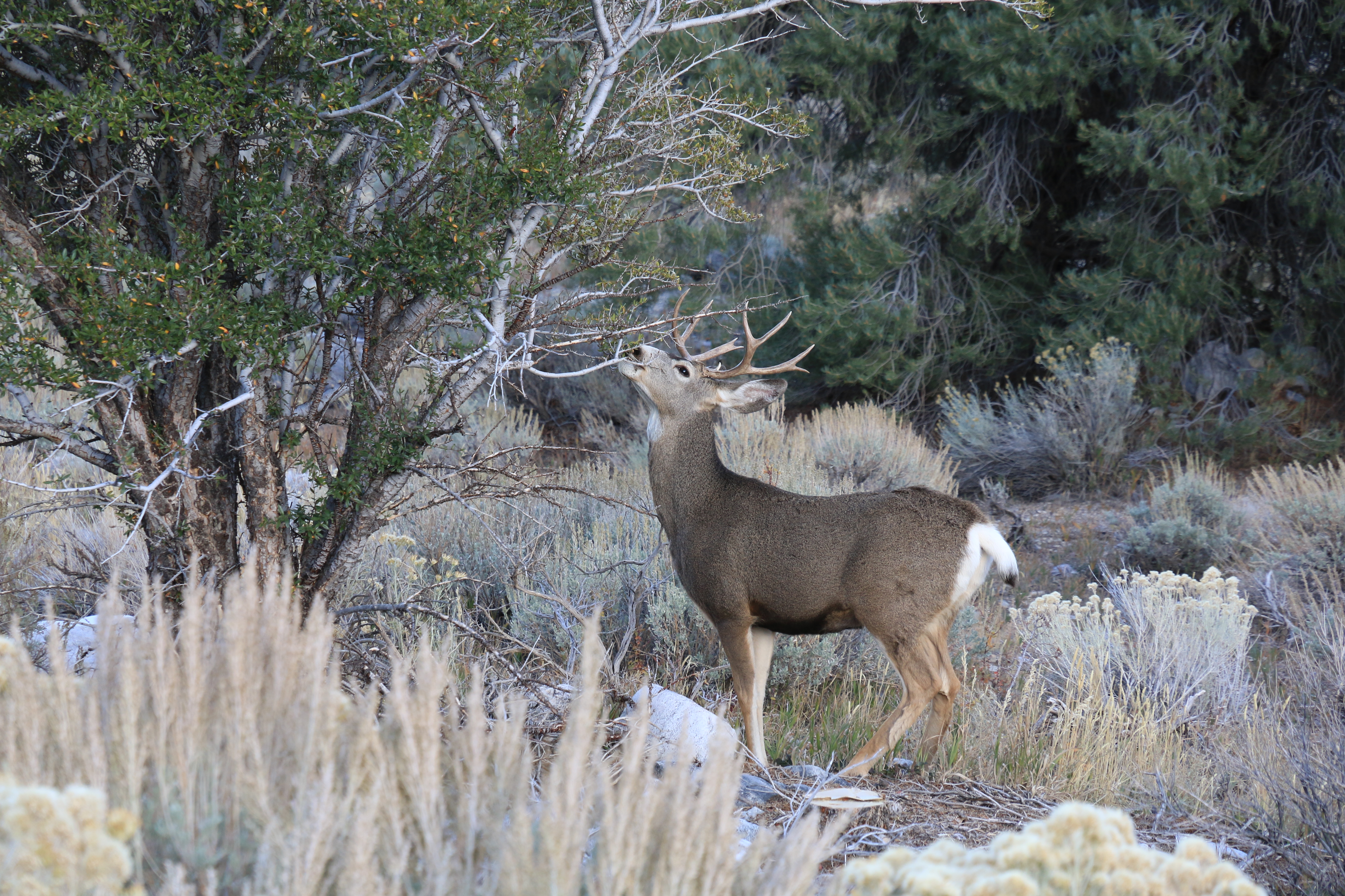 Great Basin NP